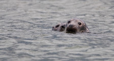 Seals