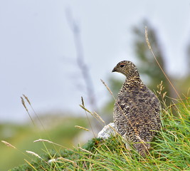 Beautiful Rock ptarmigan, Snow chicken Lagopus mutus. In the cloudy and foggy day. Grintovec, Slovenia, Europe. Standing in the green grass.