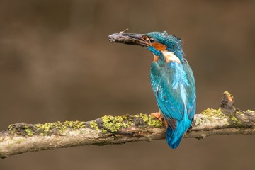 Kingfisher with a fish 
