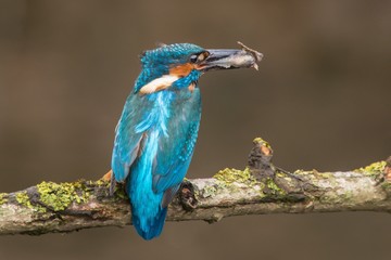 Kingfisher with a fish
