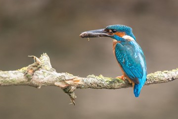 Kingfisher 