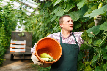 Naklejka na ściany i meble Worker harvesting fresh squash