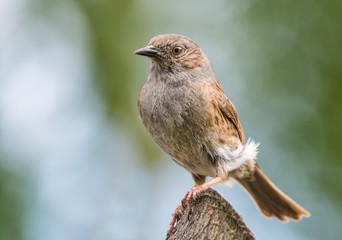Dunnock 