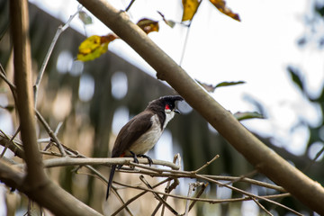 bird, nature, wildlife, branch, animal, tree, wild, birds, beak, small, feather, forest, spring, yellow, fauna, black, blue, beautiful, white, sitting, colorful, songbird, garden, twig, green