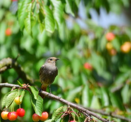 The common redstart, Phoenicurus phoenicurus. Female. On the cherry branch.