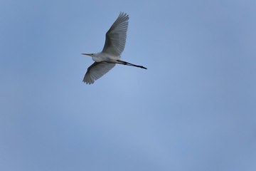 a little egret flight  spread the wings this beautiful white bird a tranquil scene in nature