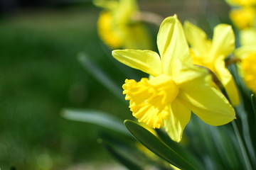 Yellow daffodils in spring time with nature backgrounds. Close up. Harbingers of spring. Easter, cards,...with blurred background.