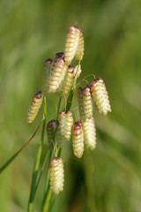 Briza maxima grass macro.