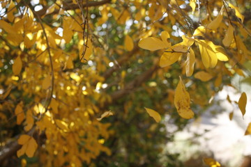 yellow autumn leaves
