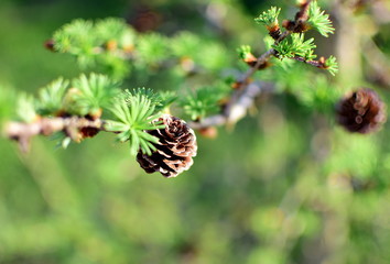 Cone of larch in spring, soft focus, closeup