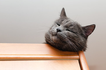 Portrait of a gray cat lying on the closet