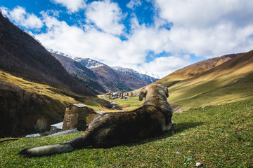 Aged dog watching over meadow of Ushguli village placed remote in mountains of Georgia