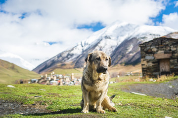 Aged dog sitting on meadow of Ushguli village placed remote in mountains of Georgia