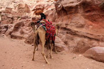 Camels used to transport tourists in the ancient city of Petra, Jordan