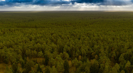 dense green forest in the flat landscape of northern germany, boring and monotonous.