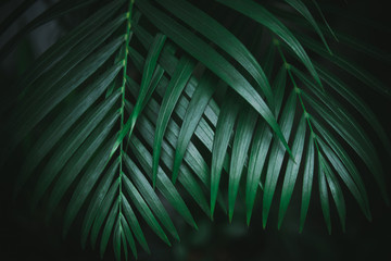 Deep dark green palm leaves pattern. Creative layout, toned image filter effect. - obrazy, fototapety, plakaty