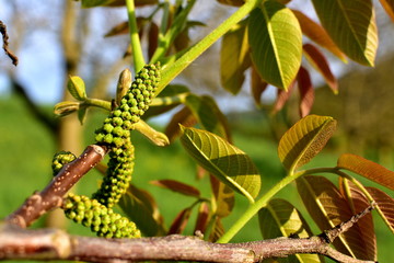 Male flower walnut in full bloom in april