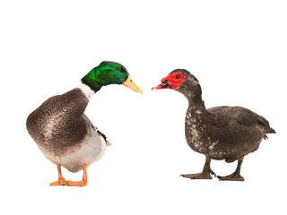 Muscovy duck and grey duck  isolated