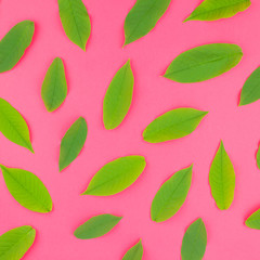 Flat lay pattern with fresh green leaves