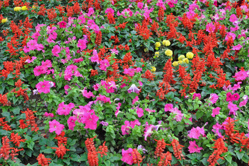 fiori rossi e viola