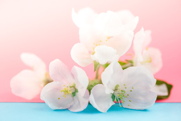 Naklejka na ściany i meble Apple blossoms over blurred color background