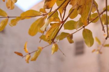 autumn leaves on tree