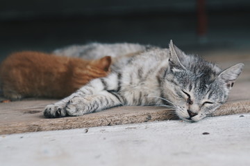 Obraz premium cat lying on the ground and breastfeeding her little red kitten