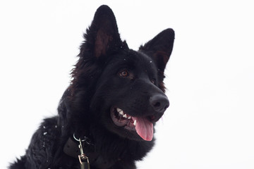 German shepherd in winter, portrait