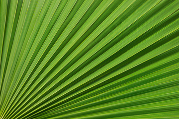 Tropical pattern on the palm leaf. Background of lines. Fresh and saturated tropical background.
