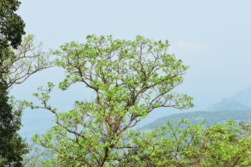 Fototapeta premium tree on blue sky