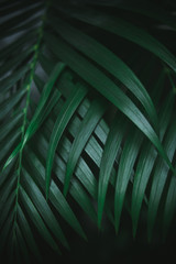 Obraz na płótnie Canvas Deep dark green palm leaves pattern. Creative layout, toned image filter effect.
