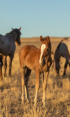 Obraz premium Cute Wild Horse Foal