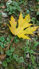 Осенний лист