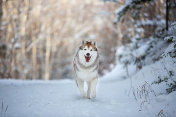 Portrait of happy and funny dog breed siberian husky running on the snow in the winter forest