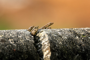 Small lizzards on a cracked wall