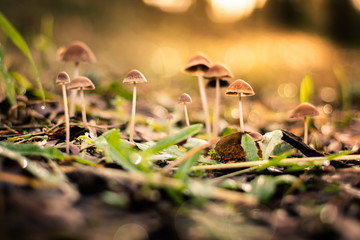 Small wild mushrooms on sunset