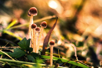 Small wild mushrooms