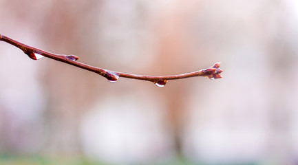 Drops of rain on the wet branches of the tree in early spring_