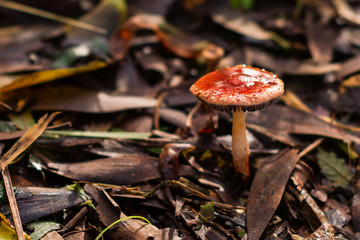 Wild Mushroom