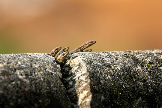 Small lizzards on a cracked wall