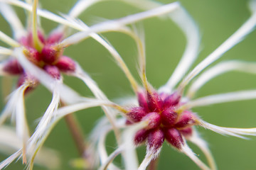 Close up of an exotic plant
