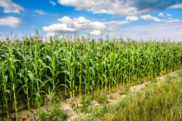 Blooms corn in summer