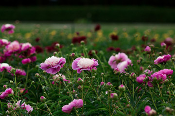 Obraz premium Pion field. beautiful peony flower in the garden