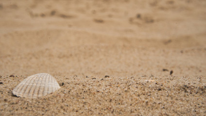 Fototapeta na wymiar shell on the beach 