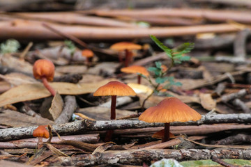 mushrooms in forest