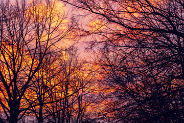 Bare treetops and winter sunset sky