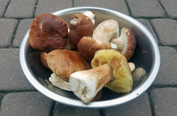 Fresh mashrooms just collected