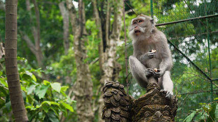 Monkey macaque in the rain forest. Monkeys in the natural environment. Bali, Indonesia. Long-tailed macaques, Macaca fascicularis