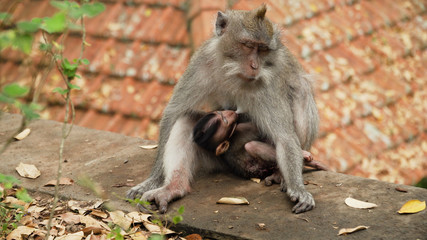 monkey mother breastfeeds baby. Monkey macaque in the rain forest. Monkeys in the natural environment. Bali, Indonesia. Long tailed macaques, Macaca fascicularis