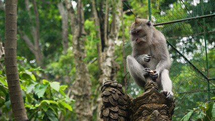Monkey macaque in the rain forest. Monkeys in the natural environment. Bali, Indonesia. Long-tailed macaques, Macaca fascicularis